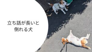 散歩中、飼い主の立ち話の横で地面に寝転がり、完全にOFFモードになっているジャックラッセルテリアのラム。