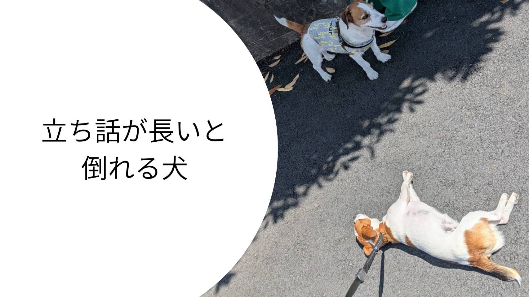 散歩中、飼い主の立ち話の横で地面に寝転がり、完全にOFFモードになっているジャックラッセルテリアのラム。