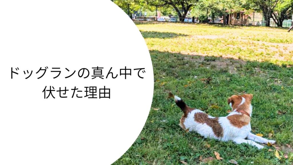 ドッグランの芝生の上で、周囲を見ながら自分から伏せて休憩しているジャックラッセルテリアのラム。