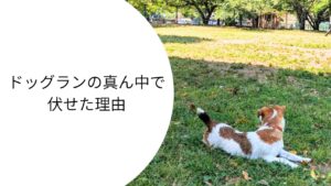 ドッグランの芝生の上で、周囲を見ながら自分から伏せて休憩しているジャックラッセルテリアのラム。