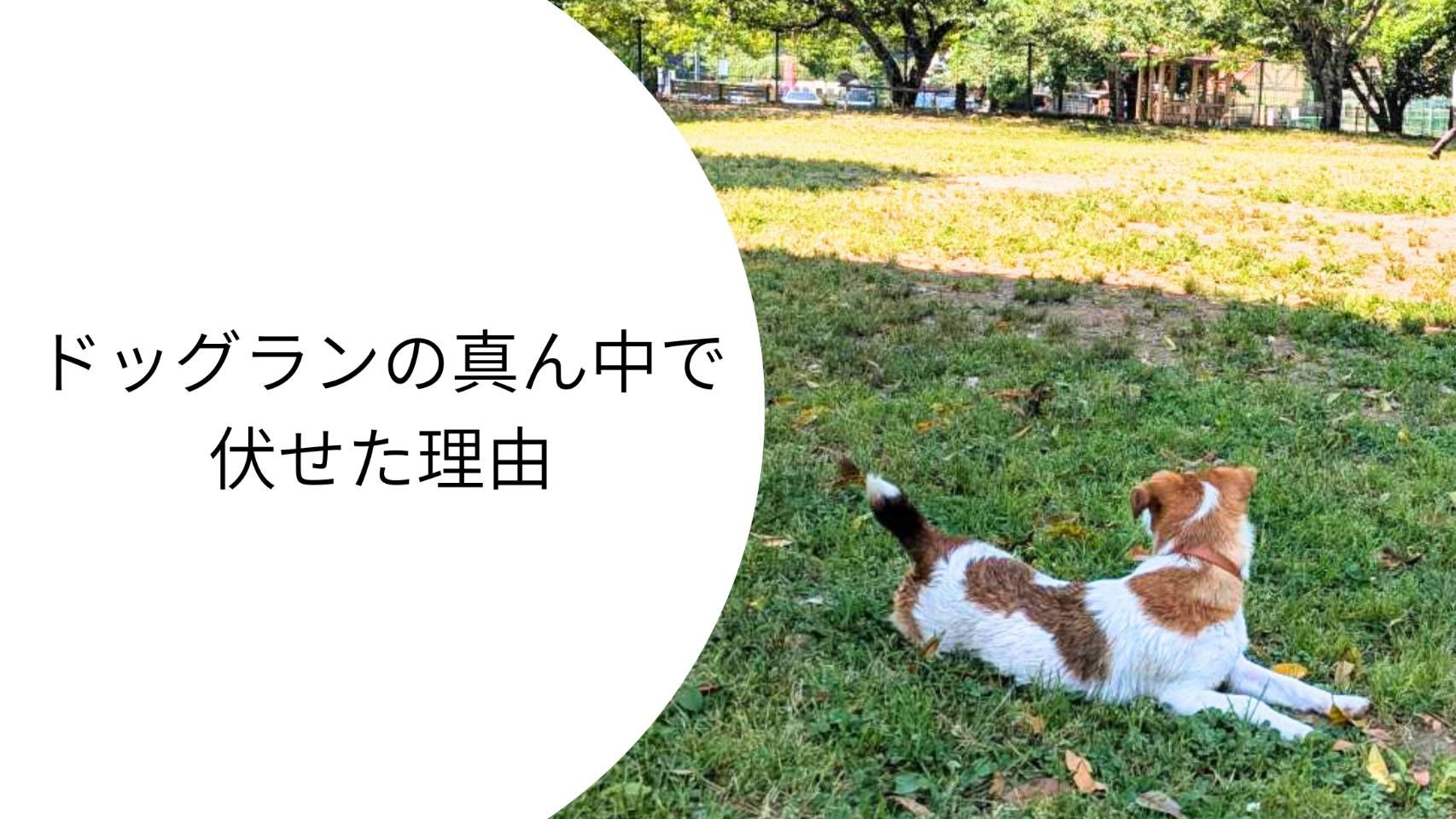 ドッグランの芝生の上で、周囲を見ながら自分から伏せて休憩しているジャックラッセルテリアのラム。