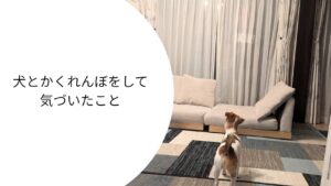 かくれんぼ中に飼い主を探すジャックラッセルテリアのラム