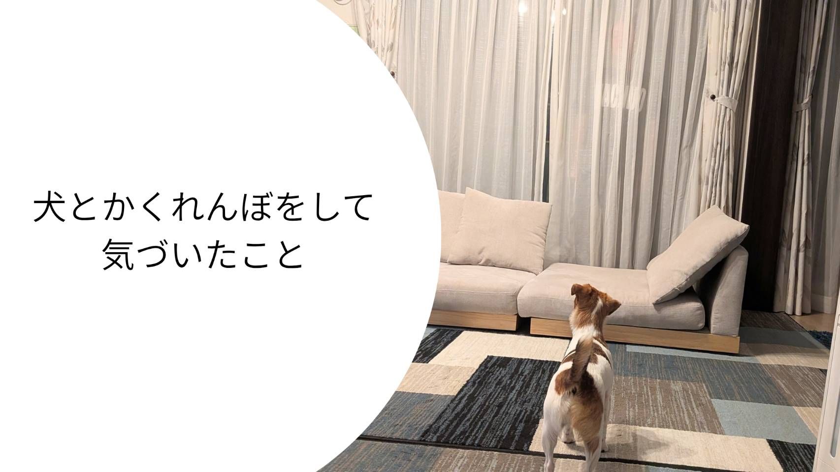 かくれんぼ中に飼い主を探すジャックラッセルテリアのラム