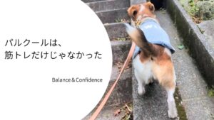 細い縁の上をバランスを取りながら歩くジャックラッセルテリアのラム。