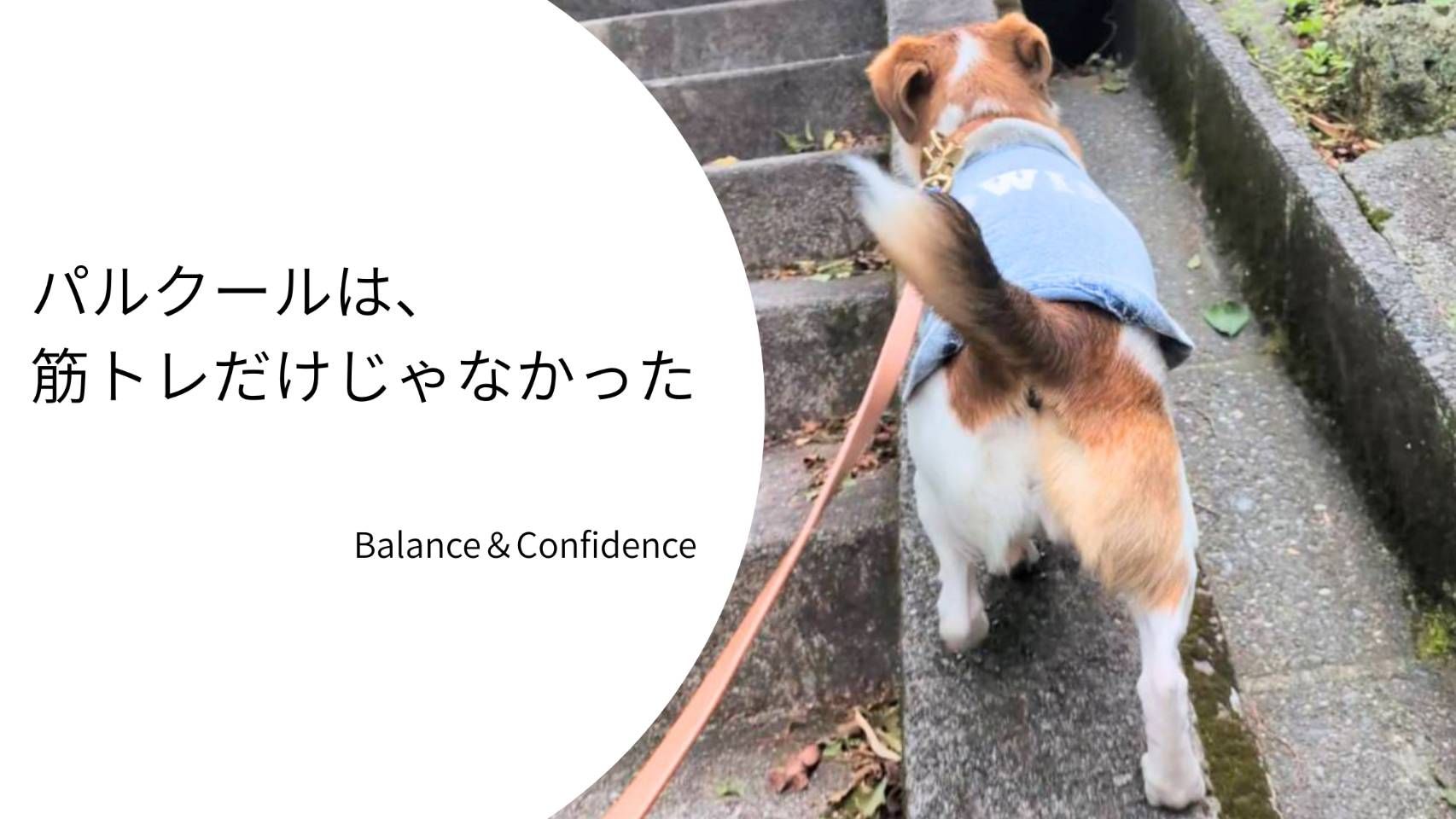 細い縁の上をバランスを取りながら歩くジャックラッセルテリアのラム。