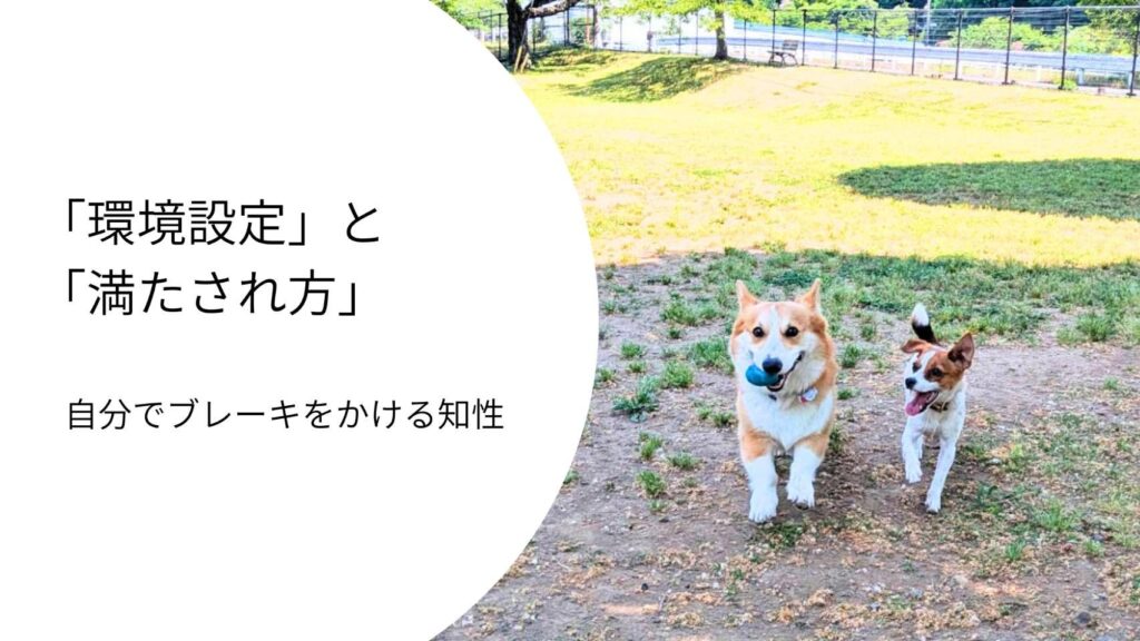 ボールを加えたコーギーと並んで走るラム。遊びの中で”自分で落ち着ける力”を学んでいる様子。