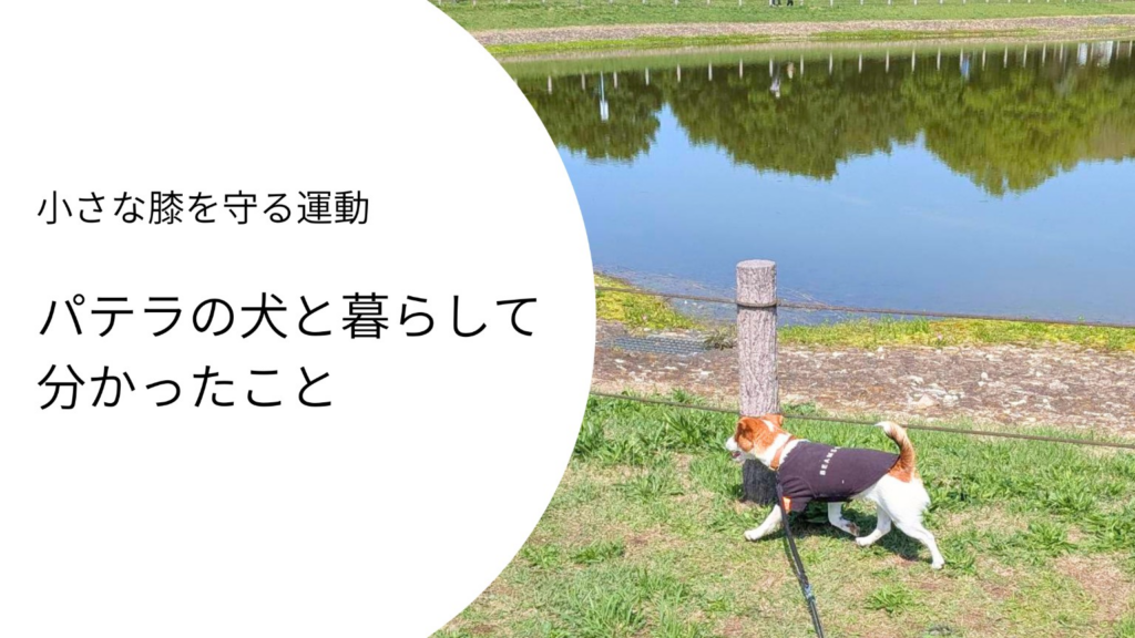 湖沿いを歩くジャックラッセルテリアのラムと「パテラの犬と暮らして分かったこと」というタイトルのアイキャッチ