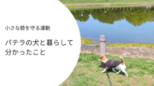 湖沿いを歩くジャックラッセルテリアのラムと「パテラの犬と暮らして分かったこと」というタイトルのアイキャッチ