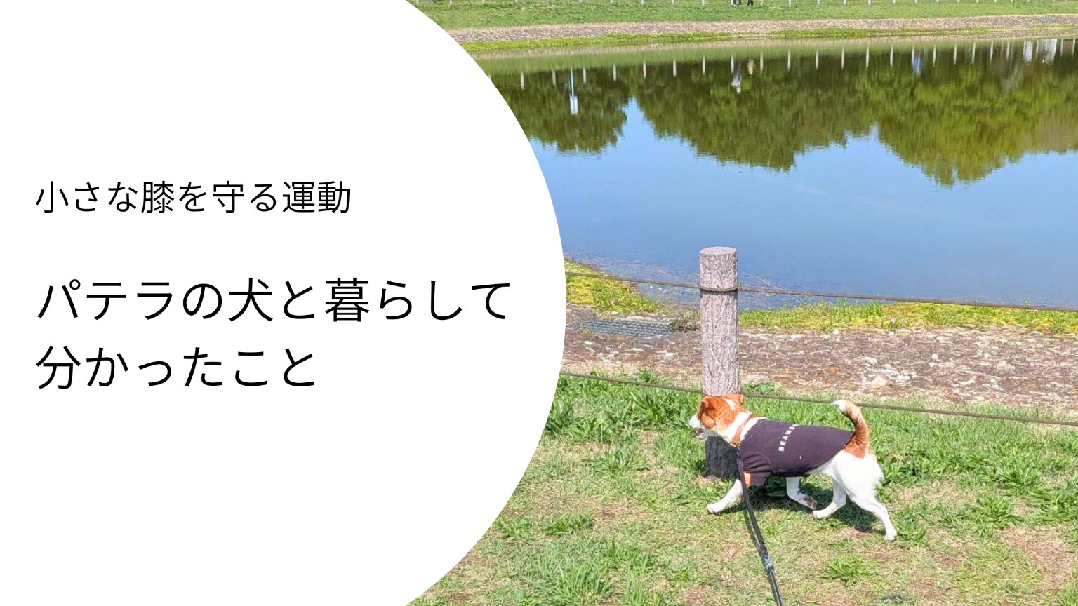 湖沿いを歩くジャックラッセルテリアのラムと「パテラの犬と暮らして分かったこと」というタイトルのアイキャッチ