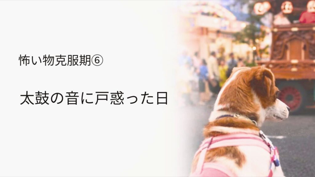 夏祭りの山車を見つめるジャックラッセルテリアのラム。 太鼓やお囃子の音に少し緊張しながら、お祭りの雰囲気を見つめている後ろ姿。
