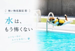 ドッグプールへ飛び込むジャックラッセルテリア。水嫌いを克服し、自らプールへ飛び込むようになったラムの姿。