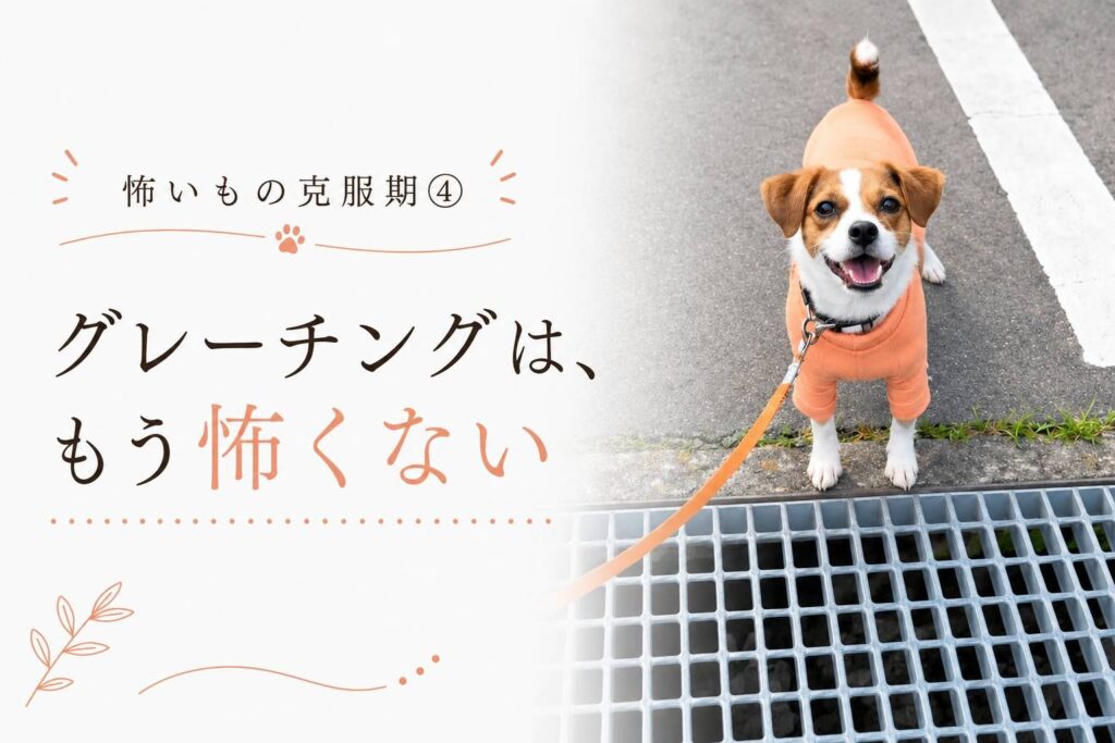 グレーチングの上で立ち止まる小型犬のラムと克服後の様子