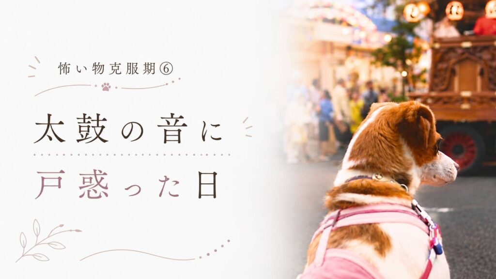 夏祭りの山車を見つめるジャックラッセルテリアのラム。 太鼓やお囃子の音に少し緊張しながら、お祭りの雰囲気を見つめている後ろ姿。