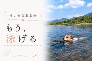 ジャックラッセルテリアのラムが川で枝をくわえて泳ぐ様子