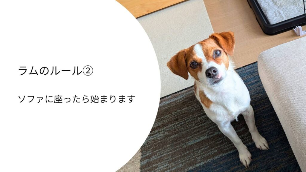 ソファの横でお座りをしながら飼い主を見つめるジャックラッセルテリアのラム
