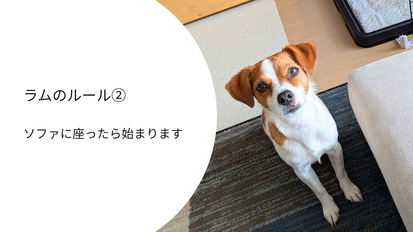 ソファの横でお座りをしながら飼い主を見つめるジャックラッセルテリアのラム