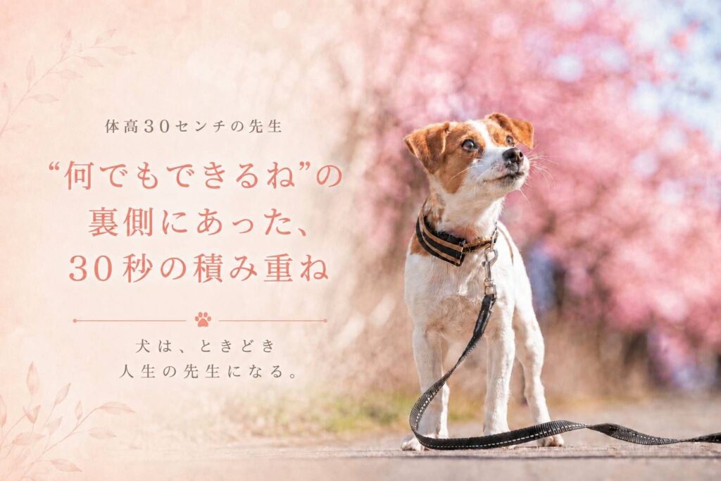 桜の木の前で見上げた顔のジャックラッセルテリアのラムと「何でもできるねの裏側にあった30秒の積み重ね」をイメージしたアイキャッチ