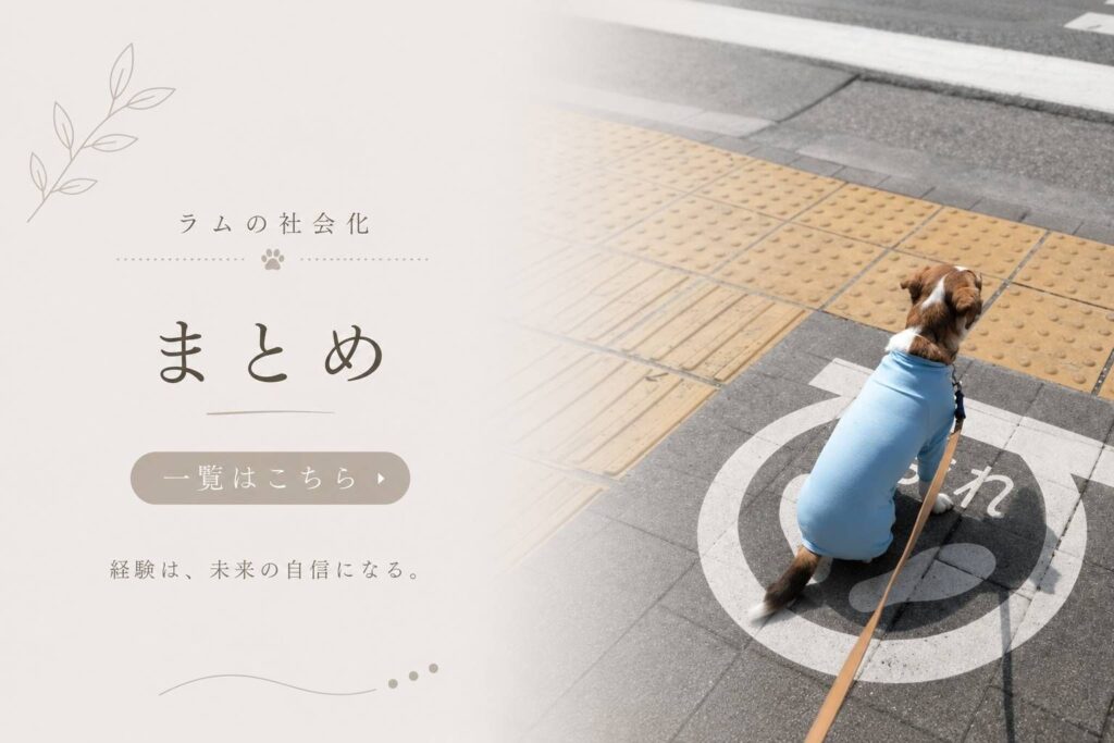 社会化トレーニング中のラムがお座りをして、信号待ちをしている様子