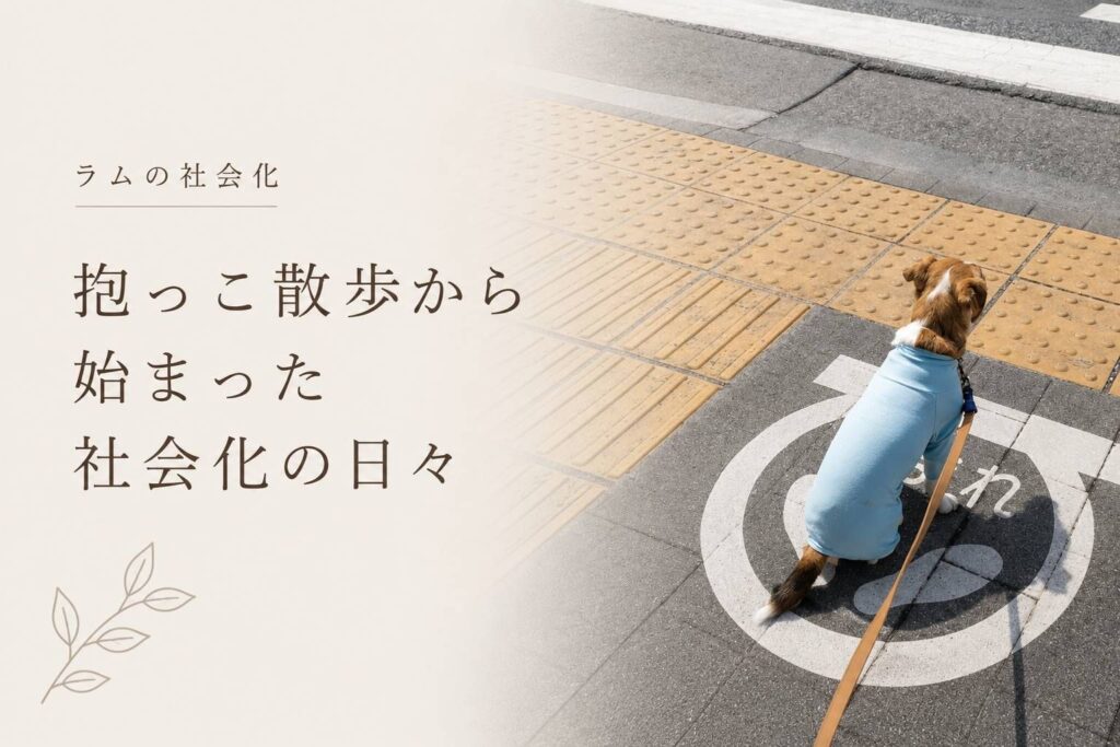 ラムの社会化｜抱っこ散歩から始まった社会化の日々。歩道で座るジャックラッセルテリアの後ろ姿。
