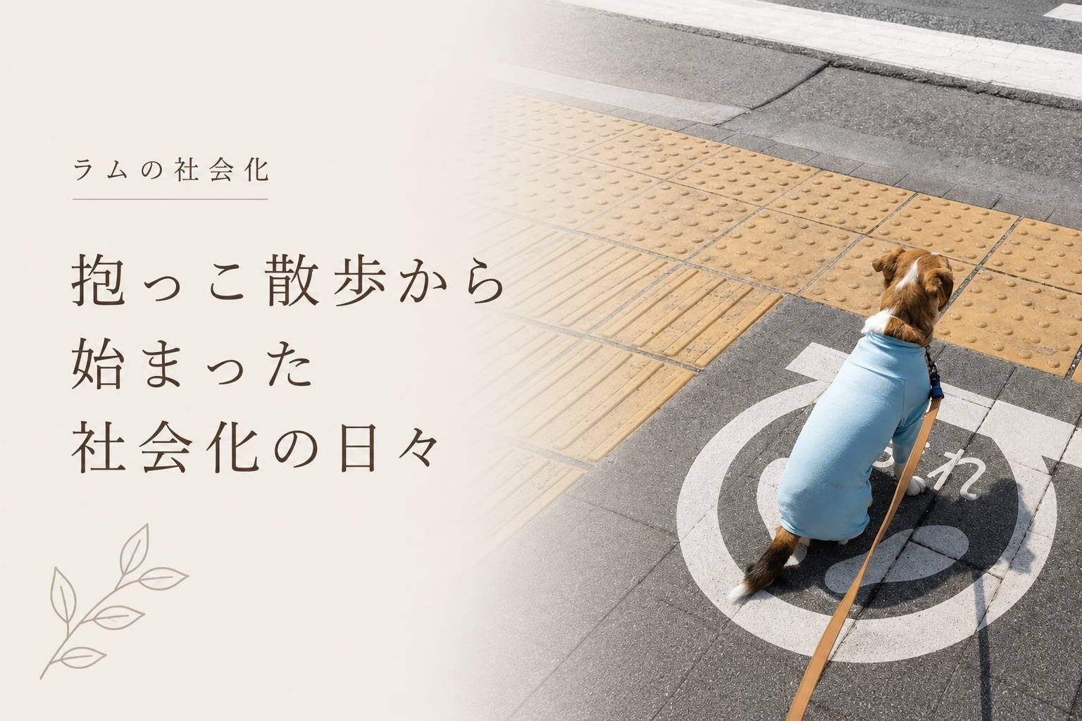 ラムの社会化｜抱っこ散歩から始まった社会化の日々。歩道で座るジャックラッセルテリアの後ろ姿。