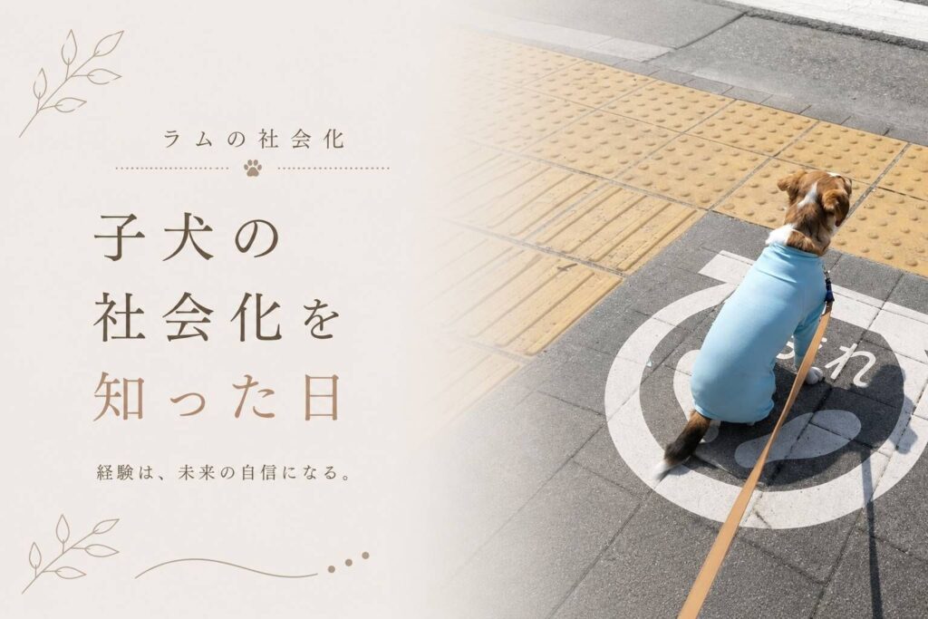 横断歩道の前で座るジャックラッセルテリアのラム。子犬の社会化について考える様子。
