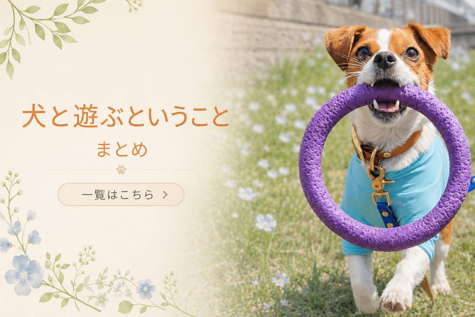 飼い主と遊ぶジャックラッセルテリア。リングのおもちゃを咥えて楽しそうに走る様子。