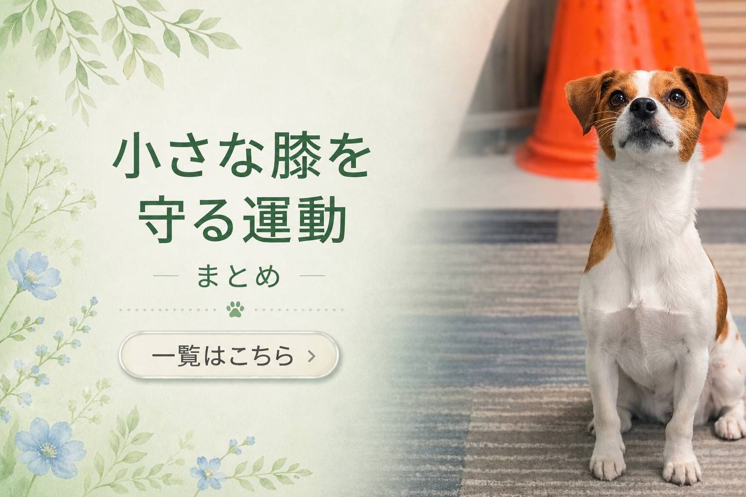 小型犬の膝を守るための運動をテーマにしたジャックラッセルテリアの様子