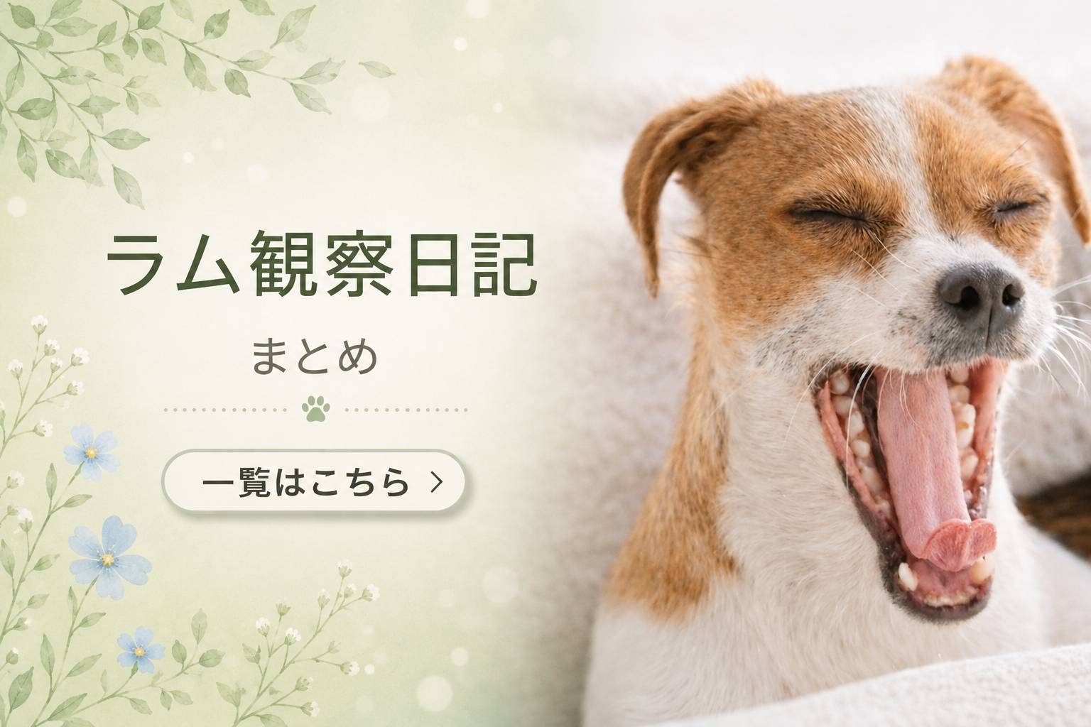 あくびをするジャックラッセルテリアのラムの様子。ラム観察日記まとめ記事のアイキャッチ画像。