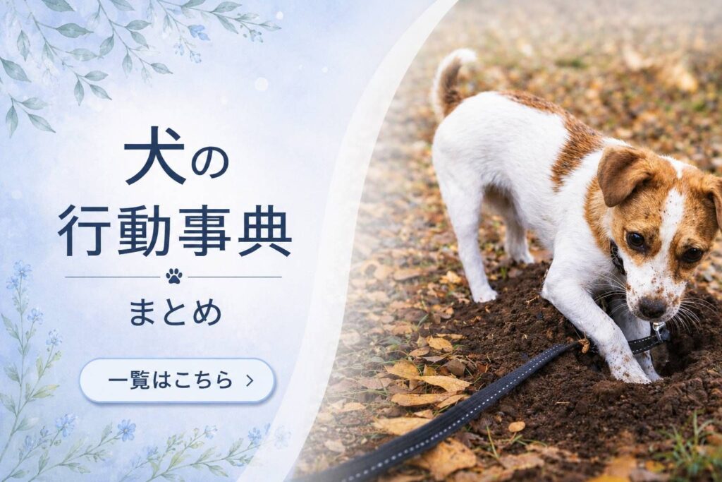 犬の行動辞典まとめ｜土を掘るジャックラッセルテリアの様子