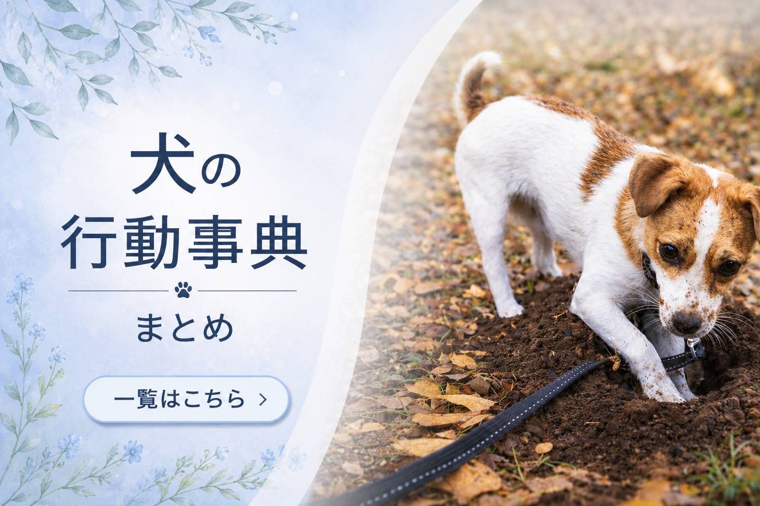 犬の行動辞典まとめ｜土を掘るジャックラッセルテリアの様子