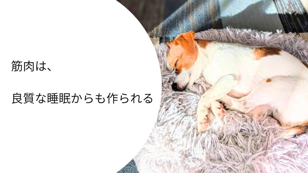 眠るジャックラッセルテリアのラム｜筋肉は良質な睡眠からも作られる