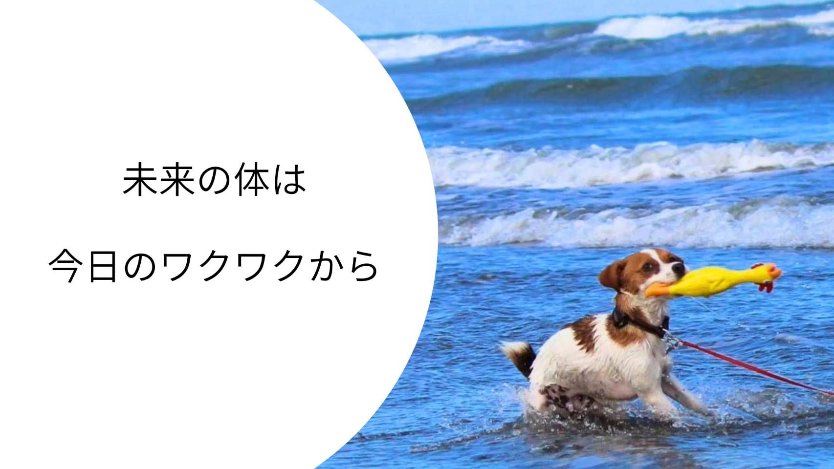 海でお気に入りのおもちゃをくわえながら楽しそうに遊ぶジャックラッセルテリアのラム