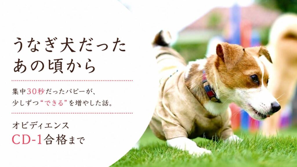 うなぎ犬だった頃のラム。集中30秒だったパピーがオビディエンスCD-1に合格するまでの成長を綴った記事のアイキャッチ。