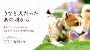 うなぎ犬だった頃のラム。集中30秒だったパピーがオビディエンスCD-1に合格するまでの成長を綴った記事のアイキャッチ。