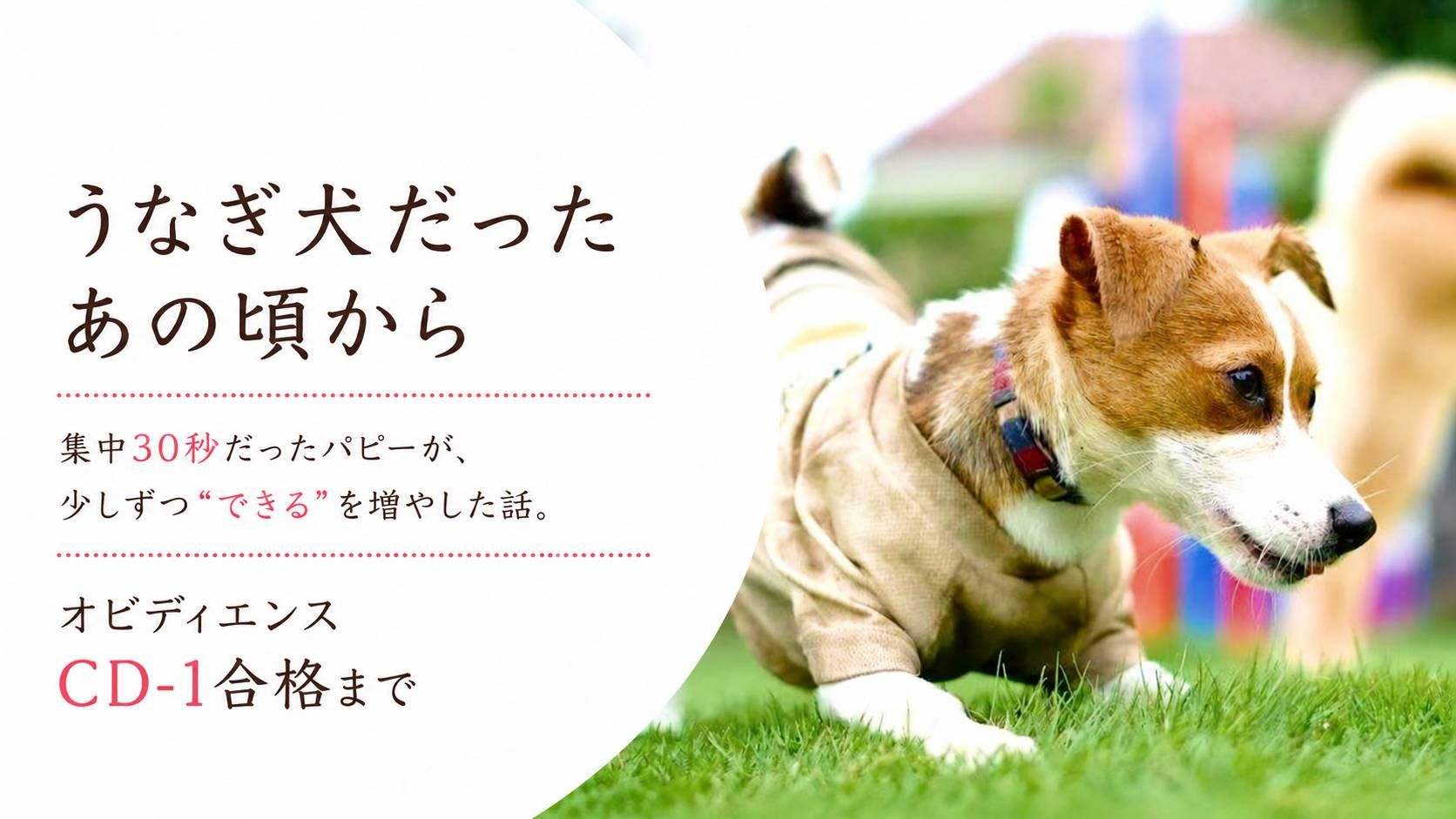うなぎ犬だった頃のラム。集中30秒だったパピーがオビディエンスCD-1に合格するまでの成長を綴った記事のアイキャッチ。