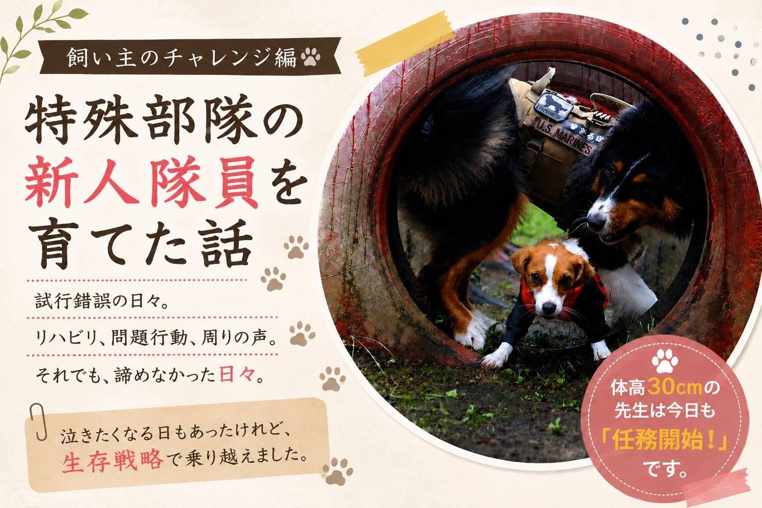 生後6ヶ月のジャックラッセルテリアのラム。特殊部隊訓練のような障害物の前で真剣な表情を見せるパピー時代の一枚。