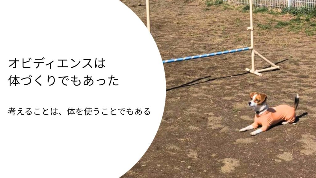 オビディエンスの練習でハードルの前に伏せて待機するジャックラッセルテリアのラム