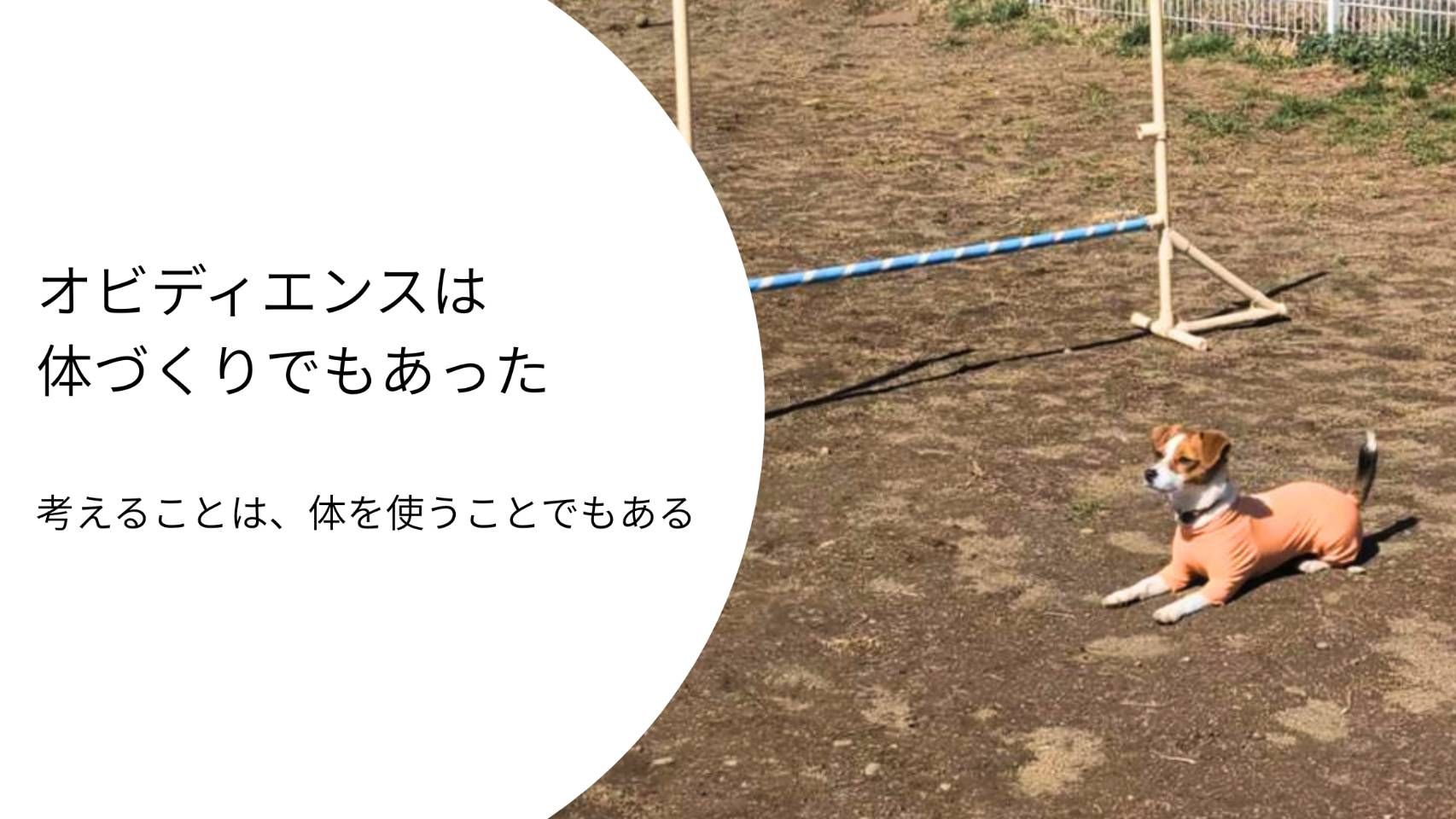 オビディエンスの練習でハードルの前に伏せて待機するジャックラッセルテリアのラム