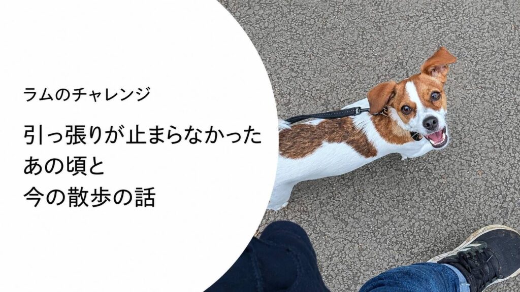 ラムが飼い主を見上げながら散歩している様子。引っ張りぐせがあった頃と今の変化をテーマにした記事のアイキャッチ画像。
