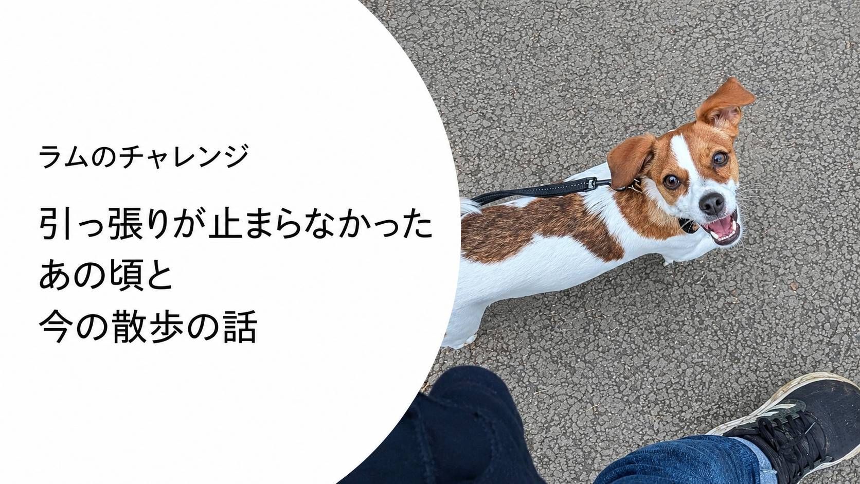 ラムが飼い主を見上げながら散歩している様子。引っ張りぐせがあった頃と今の変化をテーマにした記事のアイキャッチ画像。