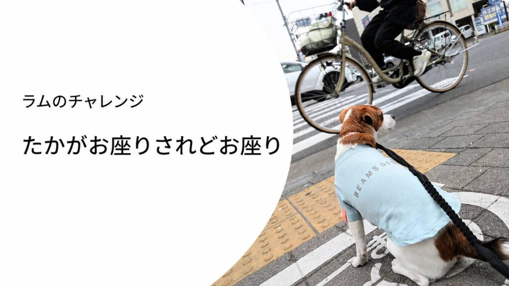 ラムが信号待ちでお座りしている様子。自転車や車が行き交う中で落ち着いて待つトレーニングの一場面