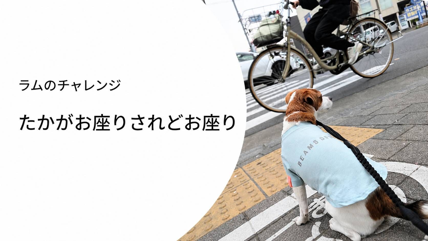 ラムが信号待ちでお座りしている様子。自転車や車が行き交う中で落ち着いて待つトレーニングの一場面