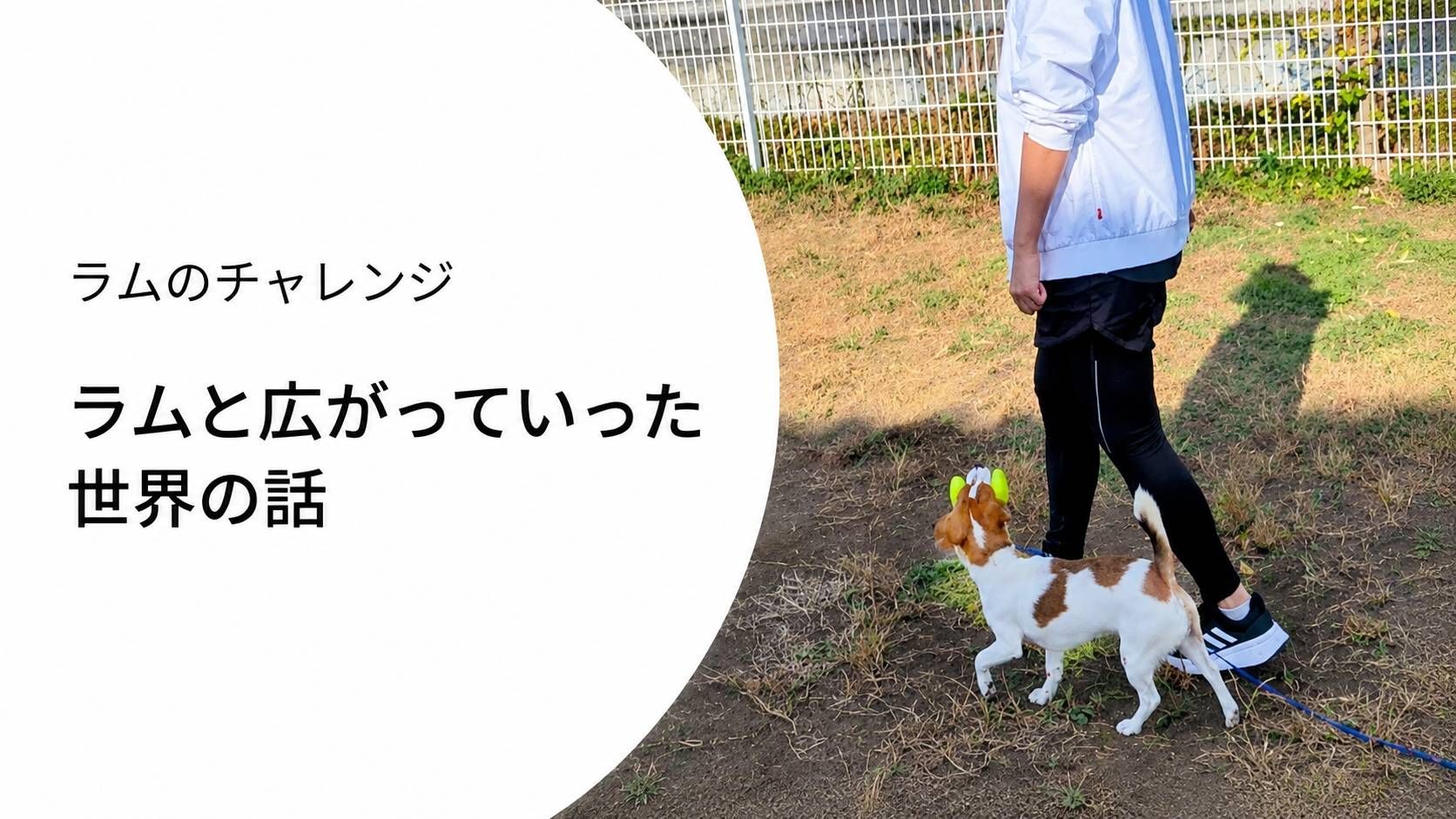 ラムと飼い主が並んで歩く様子｜オビディエンストレーニングで広がった世界の記録