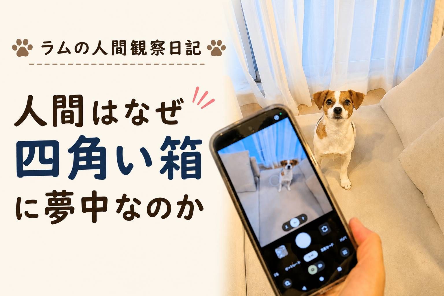 スマートフォンで写真を撮られながら、じっとカメラを見つめるジャックラッセルテリアのラム。「人間はなぜ四角い箱に夢中なのか」をテーマにしたラムの人間観察日記のアイキャッチ画像。