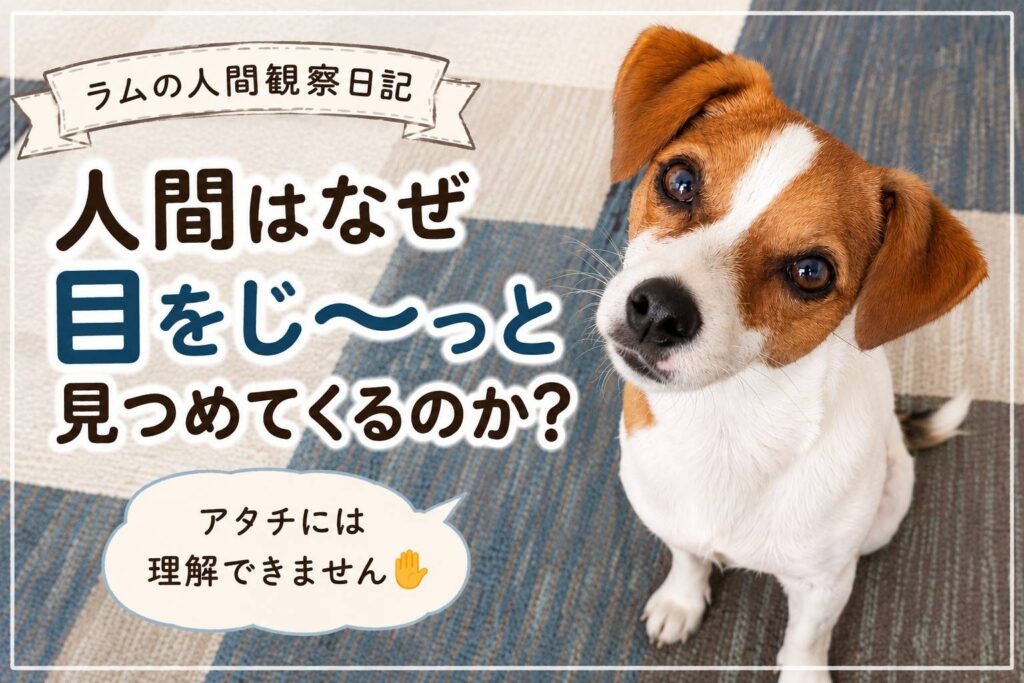 首をかしげながら飼い主を見つめるジャックラッセルテリアのラム。「人間はなぜ目をじ〜っと見つめてくるのか？」という犬目線の人間観察日記のアイキャッチ画像。