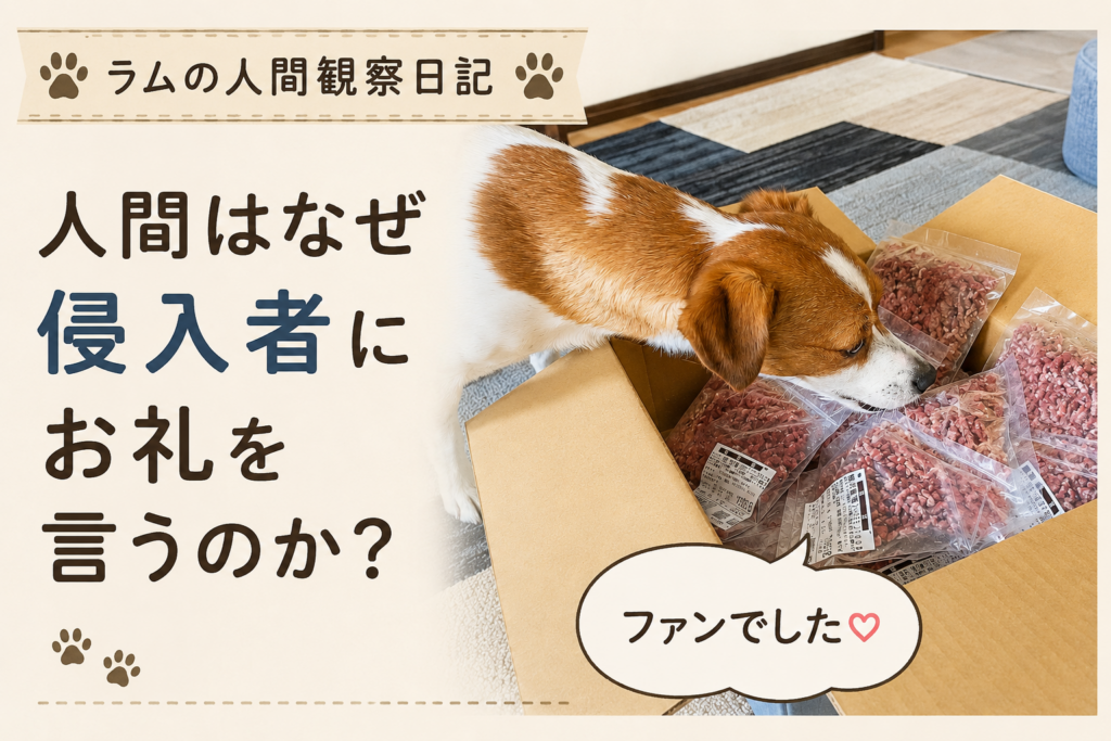段ボールいっぱいの馬肉を真剣な表情で確認するジャックラッセルテリアのラム。侵入者だと思っていた配達員の正体に気づいた瞬間を表現したアイキャッチ。