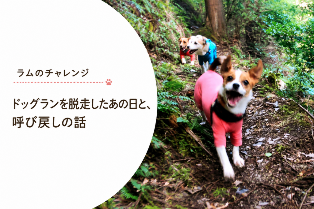 森の中を笑顔でこちらへ向かって歩くジャックラッセルテリアのラム。呼び戻しの練習を重ね、ノーリードでも飼い主と一緒に行動できるようになった成長の記録。