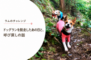 森の中を笑顔でこちらへ向かって歩くジャックラッセルテリアのラム。呼び戻しの練習を重ね、ノーリードでも飼い主と一緒に行動できるようになった成長の記録。